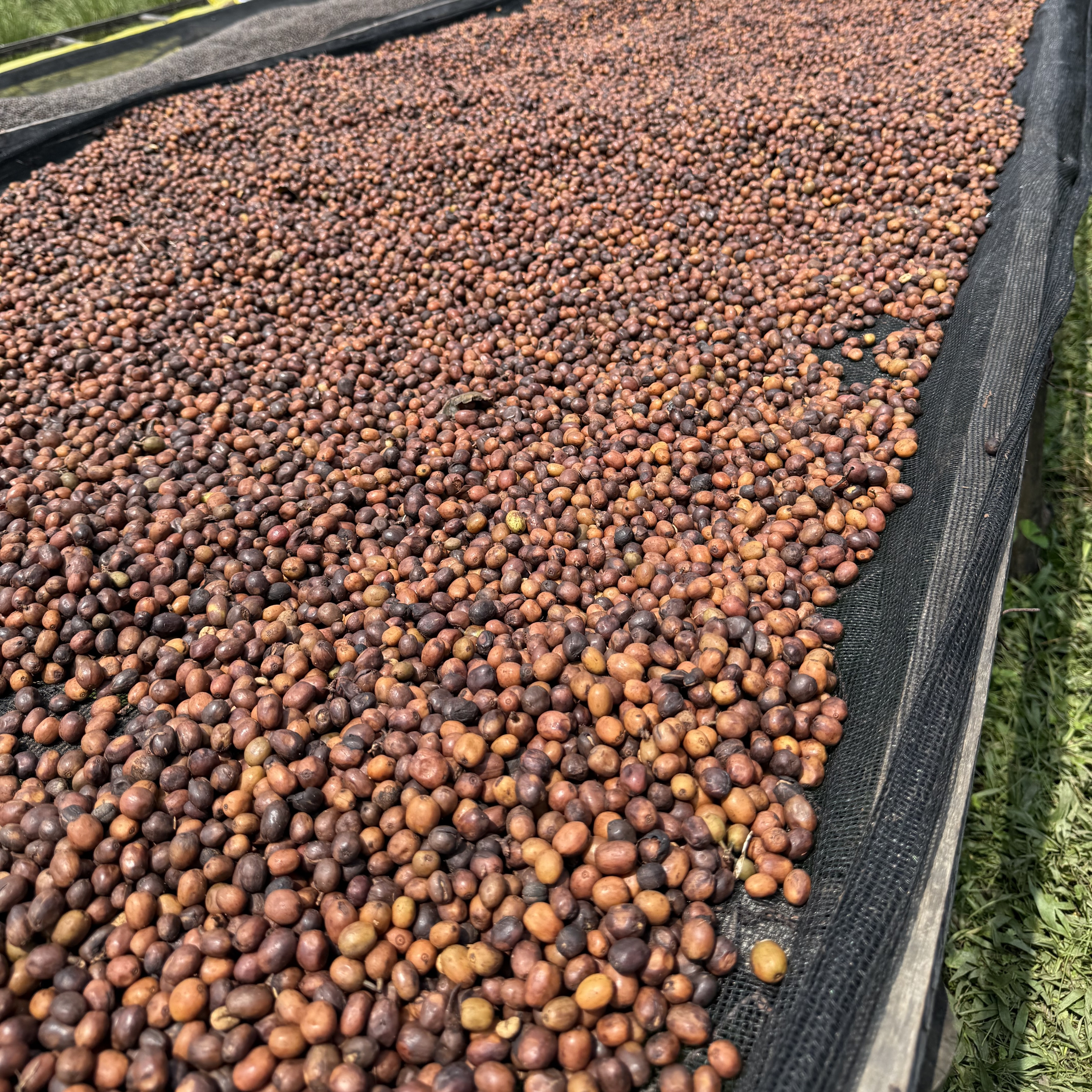 Rwanda Rugali Anaerobic Natural(24/25年クロップ) | ORIGIN